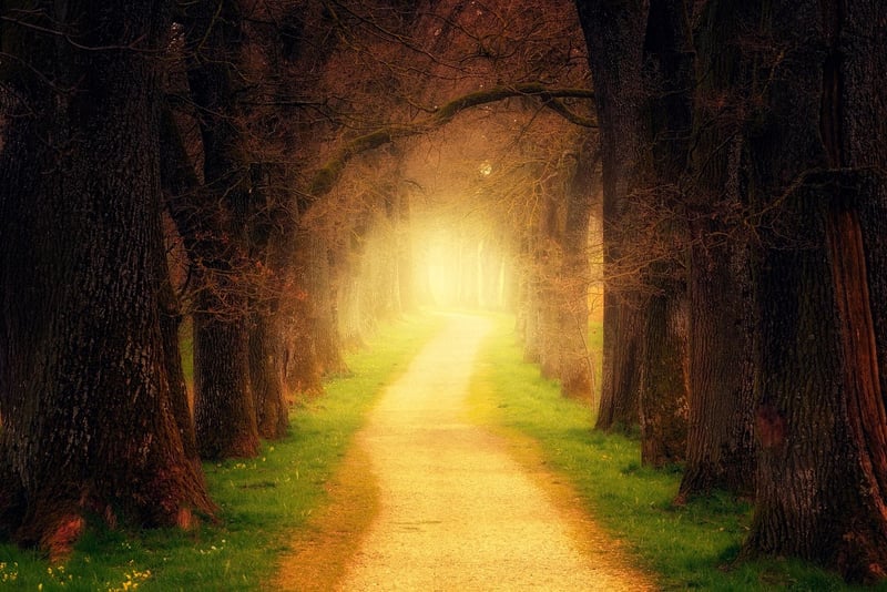 Magic Forest