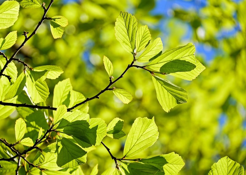 Whispering Willow Grove